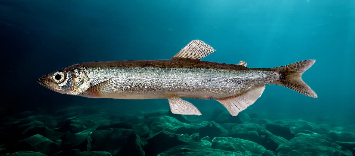 Capelin